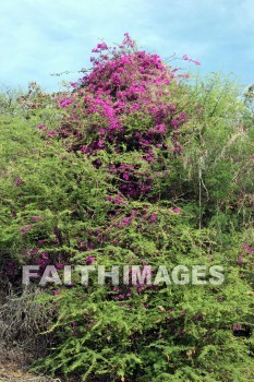 bougainvillea, red and pink flowers, red, pink, flower, KoKo Crater Botanical Gardens, honolulu, O'ahu, hawaii, pinks, flowers