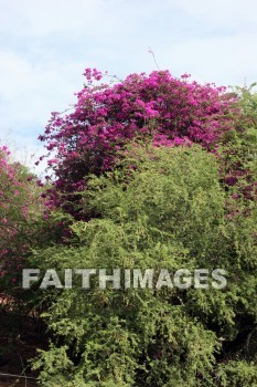 bougainvillea, red and pink flowers, red, pink, flower, KoKo Crater Botanical Gardens, honolulu, O'ahu, hawaii, pinks, flowers