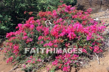 bougainvillea, red and pink flowers, red, pink, flower, KoKo Crater Botanical Gardens, honolulu, O'ahu, hawaii, pinks, flowers