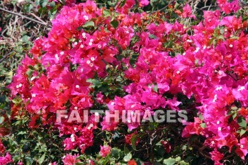 bougainvillea, red and pink flowers, red, pink, flower, KoKo Crater Botanical Gardens, honolulu, O'ahu, hawaii, pinks, flowers