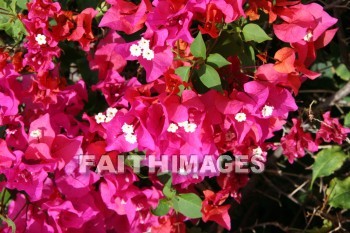 bougainvillea, red and pink flowers, red, pink, flower, KoKo Crater Botanical Gardens, honolulu, O'ahu, hawaii, pinks, flowers