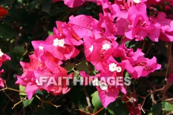 bougainvillea, red and pink flowers, red, pink, flower, KoKo Crater Botanical Gardens, honolulu, O'ahu, hawaii, pinks, flowers