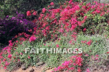 bougainvillea, red and pink flowers, red, pink, flower, KoKo Crater Botanical Gardens, honolulu, O'ahu, hawaii, pinks, flowers