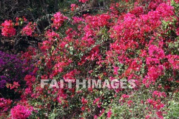 bougainvillea, red and pink flowers, red, pink, flower, KoKo Crater Botanical Gardens, honolulu, O'ahu, hawaii, pinks, flowers