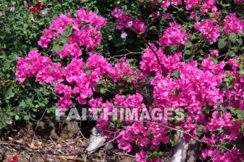 bougainvillea, red and pink flowers, red, pink, flower, KoKo Crater Botanical Gardens, honolulu, O'ahu, hawaii, pinks, flowers