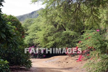 bougainvillea, red and pink flowers, red, pink, flower, KoKo Crater Botanical Gardens, honolulu, O'ahu, hawaii, pinks, flowers