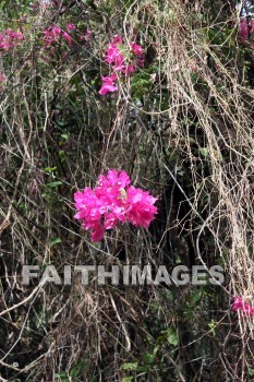 bougainvillea, red and pink flowers, red, pink, flower, KoKo Crater Botanical Gardens, honolulu, O'ahu, hawaii, pinks, flowers