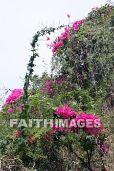 bougainvillea, red and pink flowers, red, pink, flower, KoKo Crater Botanical Gardens, honolulu, O'ahu, hawaii, pinks, flowers