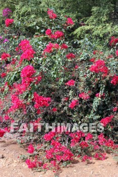 bougainvillea, red and pink flowers, red, pink, flower, KoKo Crater Botanical Gardens, honolulu, O'ahu, hawaii, pinks, flowers