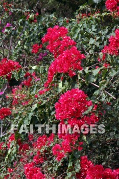 bougainvillea, red and pink flowers, red, pink, flower, KoKo Crater Botanical Gardens, honolulu, O'ahu, hawaii, pinks, flowers