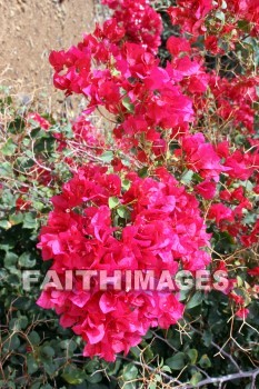 bougainvillea, red and pink flowers, red, pink, flower, KoKo Crater Botanical Gardens, honolulu, O'ahu, hawaii, pinks, flowers