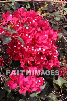 bougainvillea, red and pink flowers, red, pink, flower, KoKo Crater Botanical Gardens, honolulu, O'ahu, hawaii, pinks, flowers