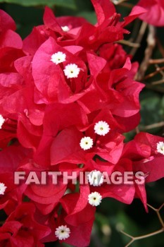 bougainvillea, red and pink flowers, red, pink, flower, KoKo Crater Botanical Gardens, honolulu, O'ahu, hawaii, pinks, flowers