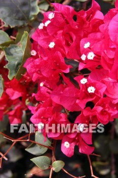 bougainvillea, red and pink flowers, red, pink, flower, KoKo Crater Botanical Gardens, honolulu, O'ahu, hawaii, pinks, flowers