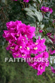 bougainvillea, red and pink flowers, red, pink, flower, KoKo Crater Botanical Gardens, honolulu, O'ahu, hawaii, pinks, flowers