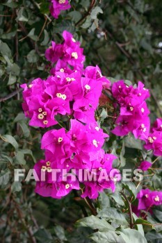 bougainvillea, red and pink flowers, red, pink, flower, KoKo Crater Botanical Gardens, honolulu, O'ahu, hawaii, pinks, flowers