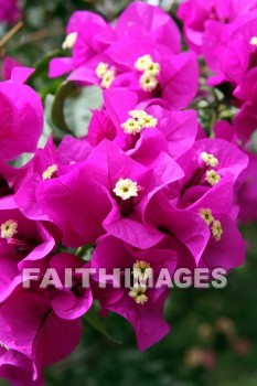 bougainvillea, red and pink flowers, red, pink, flower, KoKo Crater Botanical Gardens, honolulu, O'ahu, hawaii, pinks, flowers