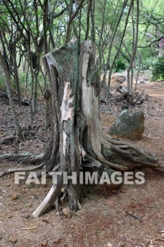 dead stump, death, dying, KoKo Crater Botanical Gardens, honolulu, O'ahu, hawaii, deaths