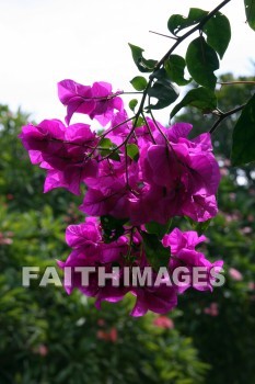 bougainvillea, red and pink flowers, red, pink, flower, KoKo Crater Botanical Gardens, honolulu, O'ahu, hawaii, pinks, flowers