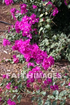 bougainvillea, red and pink flowers, red, pink, flower, KoKo Crater Botanical Gardens, honolulu, O'ahu, hawaii, pinks, flowers