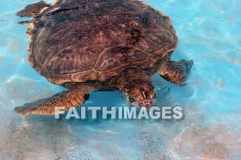 Hawaiian Green Sea Turtle, Turtle, Sea Life Park, honolulu, O'ahu, hawaii, turtles
