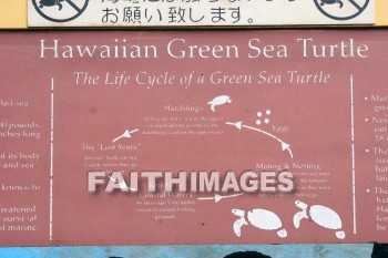 Hawaiian Green Sea Turtle, Turtle, Sea Life Park, honolulu, O'ahu, hawaii, turtles