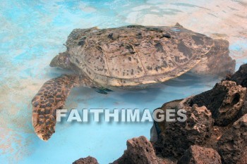 Hawaiian Green Sea Turtle, Turtle, Sea Life Park, honolulu, O'ahu, hawaii, turtles