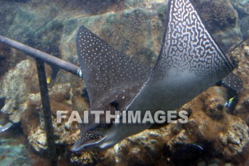 manta ray, fish, aquarium, Sea Life Park, O'ahu, hawaii, Fishes, aquariums