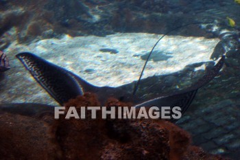 manta ray, fish, aquarium, Sea Life Park, O'ahu, hawaii, Fishes, aquariums