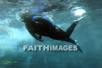 aquarium attendant, aquarium, Sea Life Park, O'ahu, hawaii, aquariums