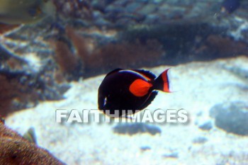 surgeonfish, fish, aquarium, Sea Life Park, O'ahu, hawaii, Fishes, aquariums