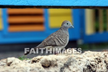 Dove, bird, Sea Life Park, O'ahu, hawaii, doves, birds