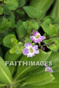 purple and white flowers, purple, white, flower, Sea Life Park, O'ahu, hawaii, purples, whites, flowers