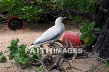 booby, bird refuge, Sea Life Park, O'ahu, hawaii