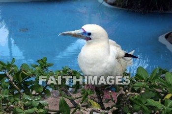 booby, bird refuge, Sea Life Park, O'ahu, hawaii