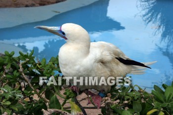 booby, bird refuge, Sea Life Park, O'ahu, hawaii