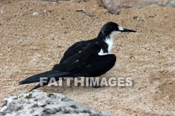 wounded birds, wounds, hurt, hurting, Healing, helping, bird refuge, Sea Life Park, O'ahu, hawaii, hurts