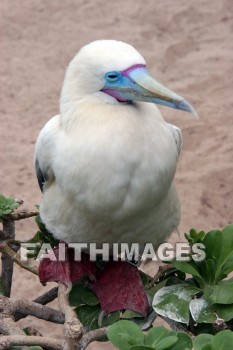 wounded birds, wounds, hurt, hurting, Healing, helping, bird refuge, Sea Life Park, O'ahu, hawaii, hurts