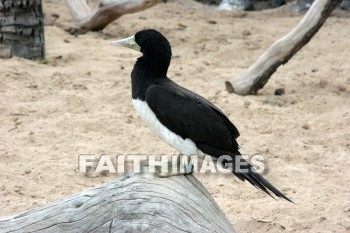 wounded birds, wounds, hurt, hurting, Healing, helping, bird refuge, Sea Life Park, O'ahu, hawaii, hurts