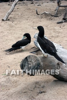 wounded birds, wounds, hurt, hurting, Healing, helping, bird refuge, Sea Life Park, O'ahu, hawaii, hurts