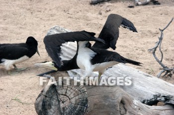 wounded birds, wounds, hurt, hurting, Healing, helping, bird refuge, Sea Life Park, O'ahu, hawaii, hurts