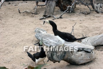 wounded birds, wounds, hurt, hurting, Healing, helping, bird refuge, Sea Life Park, O'ahu, hawaii, hurts