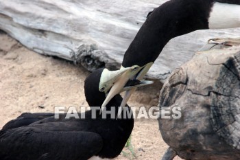 wounded birds, wounds, hurt, hurting, Healing, helping, bird refuge, Sea Life Park, O'ahu, hawaii, hurts