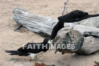 wounded birds, wounds, hurt, hurting, Healing, helping, bird refuge, Sea Life Park, O'ahu, hawaii, hurts