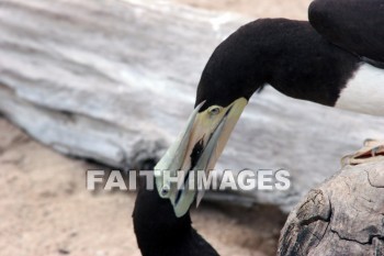 wounded birds, wounds, hurt, hurting, Healing, helping, bird refuge, Sea Life Park, O'ahu, hawaii, hurts