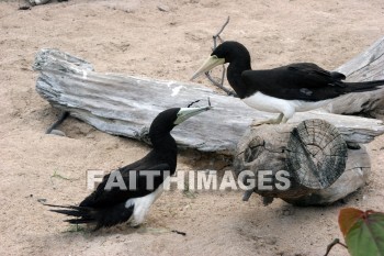 wounded birds, wounds, hurt, hurting, Healing, helping, bird refuge, Sea Life Park, O'ahu, hawaii, hurts