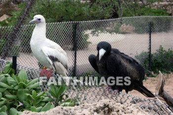 wounded birds, wounds, hurt, hurting, Healing, helping, bird refuge, Sea Life Park, O'ahu, hawaii, hurts