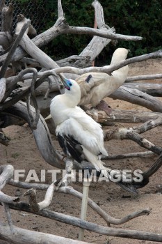 wounded birds, wounds, hurt, hurting, Healing, helping, bird refuge, Sea Life Park, O'ahu, hawaii, hurts