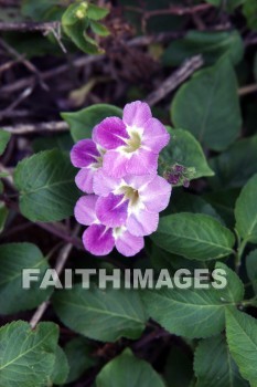 purple and white flowers, flower, purple, white, bird refuge, Sea Life Park, O'ahu, hawaii, flowers, purples, whites