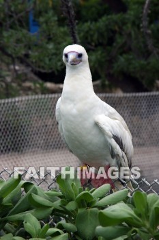 wounded birds, wounds, hurt, hurting, Healing, helping, bird refuge, Sea Life Park, O'ahu, hawaii, hurts